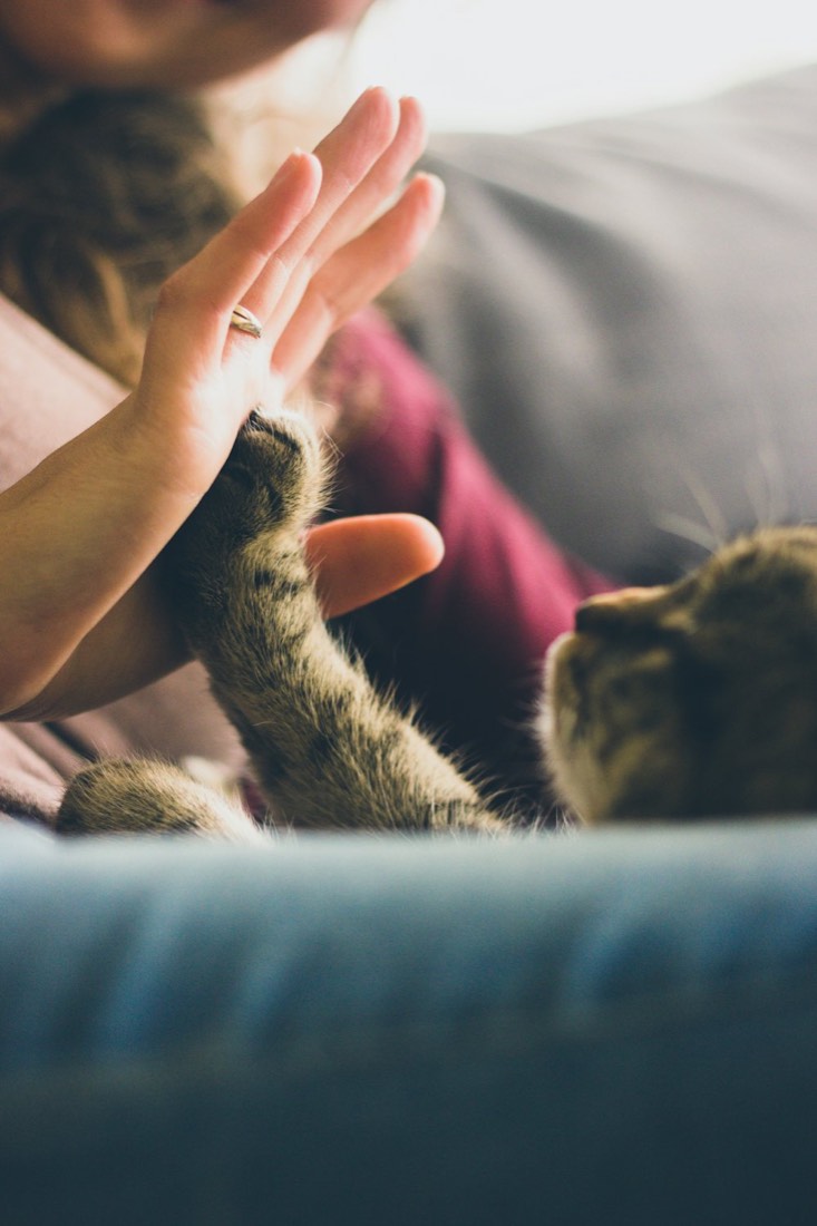 Un chat tigré pose sa patte dans la main de sa propriétaire