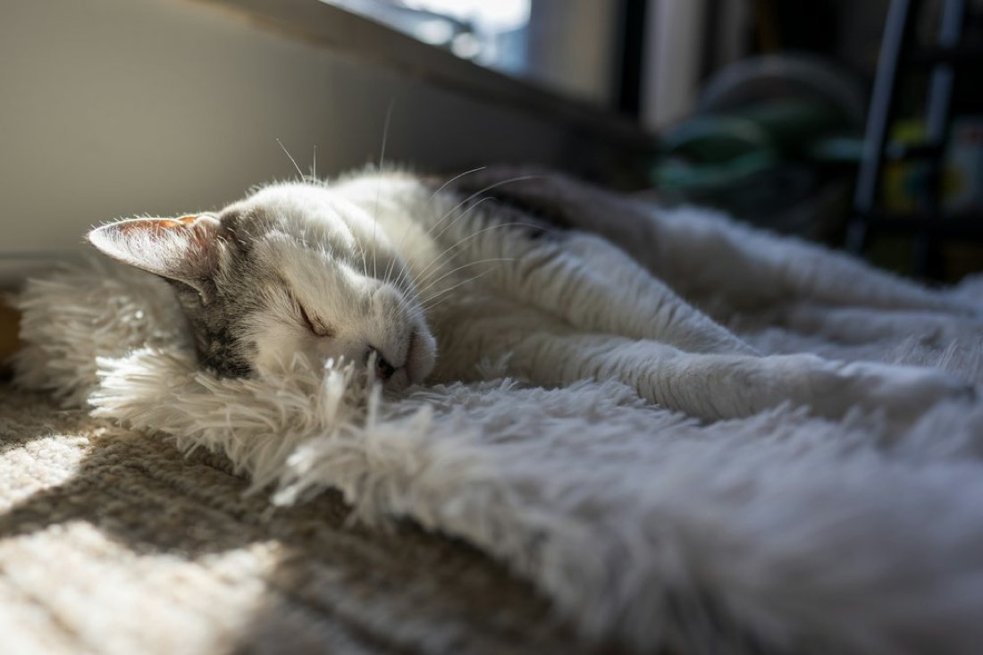 Un chat blanc dort au soleil sur un plaid